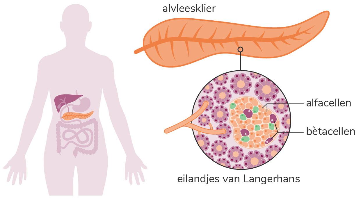 Wat is insuline? diabetes.nl